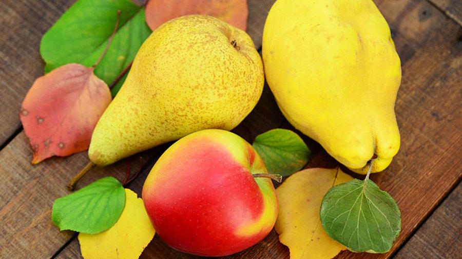 3 Stück frisches Obst (1 Apfel, 1 Birne und 1 Quitte) mit Laubblättern